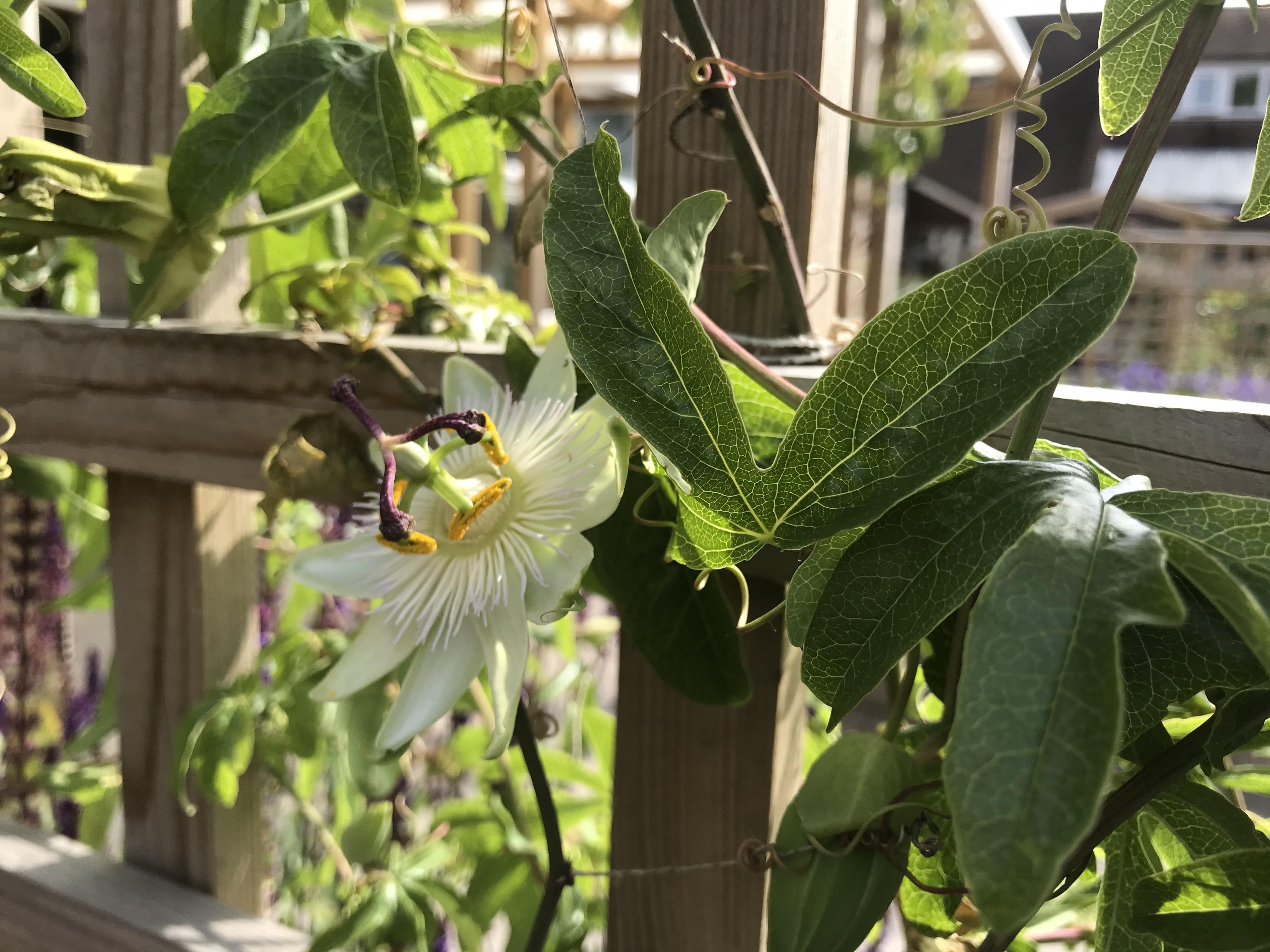Passion Flower blooming in the Spiritual Garden